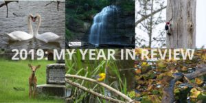 2019: My Year in Review