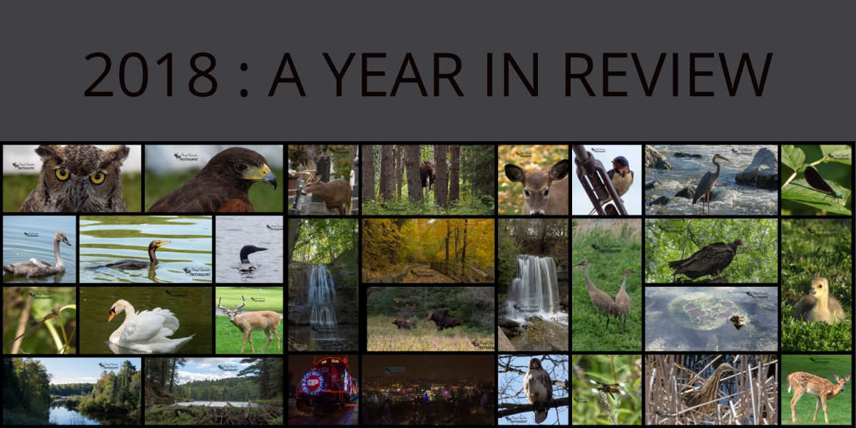 2018 : My Year in Review